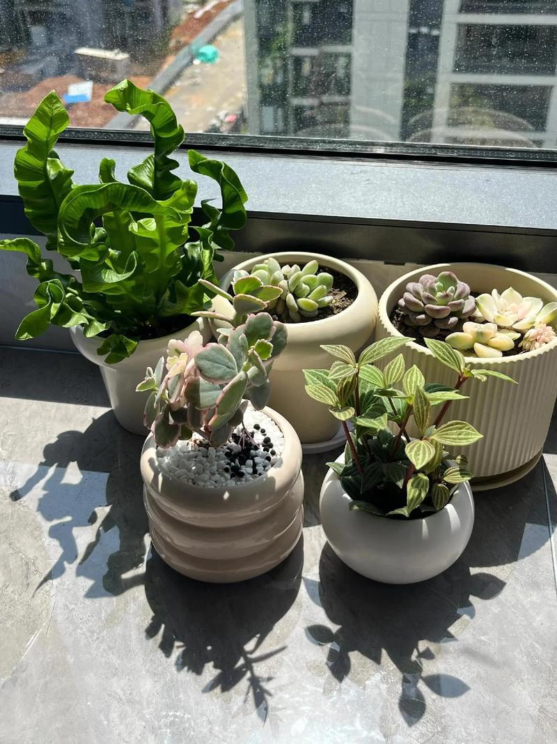 我是一个绿植小天才 手把手教你变身″养花圣手″的爱与种植技巧